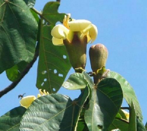 Ochroma pyramidale albero di - ochroma,